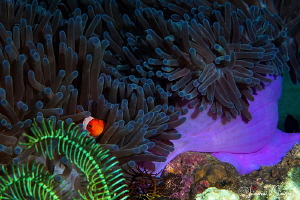 Clarke's Anemonefish inside an anemone/Photographed with ... by Laurie Slawson 
